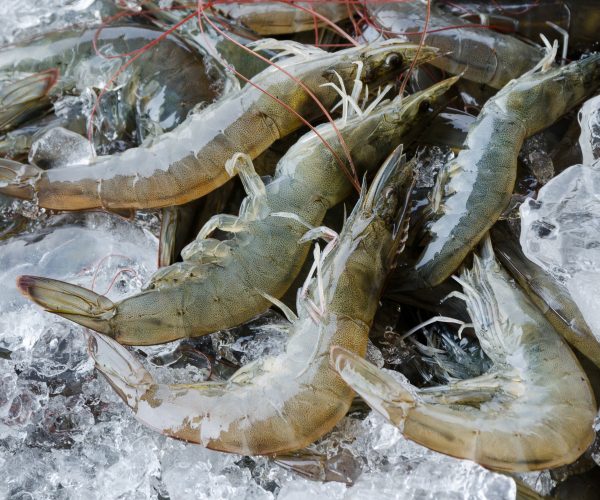 Freshwater Shrimps